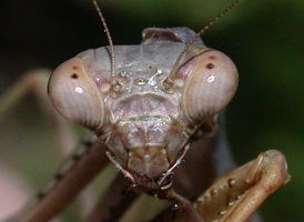 Carolina Mantis